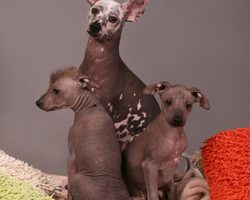 Какие собаки не линяют и не пахнут: 5 пород, которые требуют меньше времени на уборку и от которых не бывает аллергии