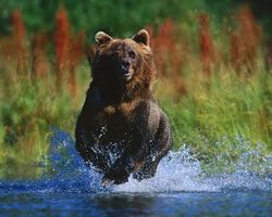 Сонник: к чему снится убегать от животных во сне?