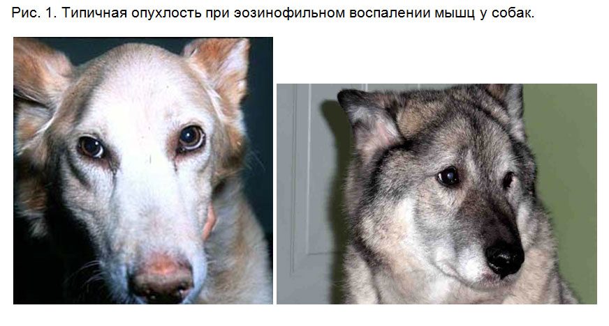Припухлость