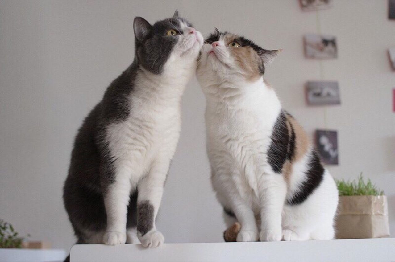 Котики