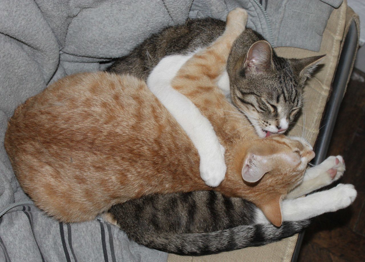 Кошка хочет кота