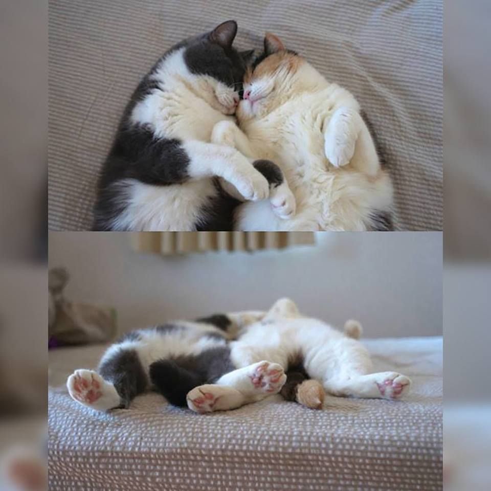 Котики