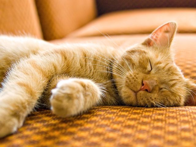 Кошка хочет кота, что делать, как успокоить? Сколько кошка хочет кота? Народные средства, лучшие капли, таблетки, чтобы кошка не гуляла