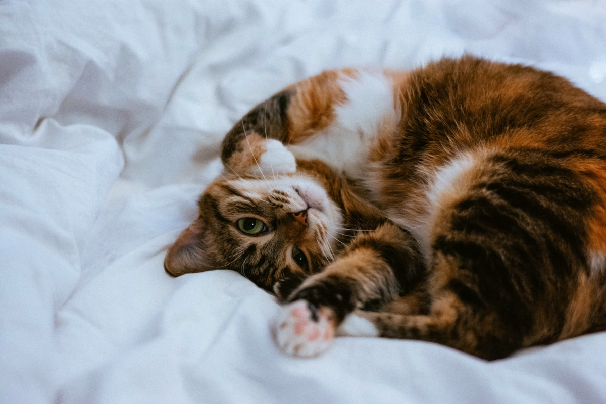 Котик