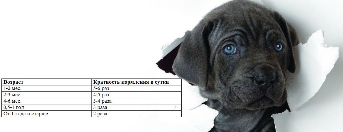 Частота кормления