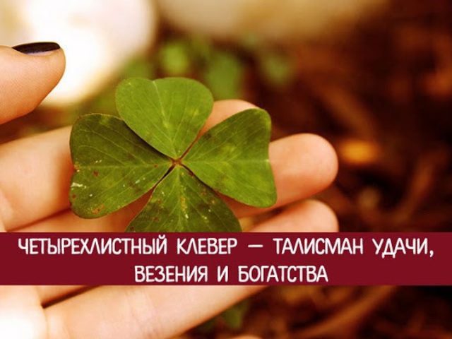 Что означает символ клевер четырехлистный: описание, клевер как талисман