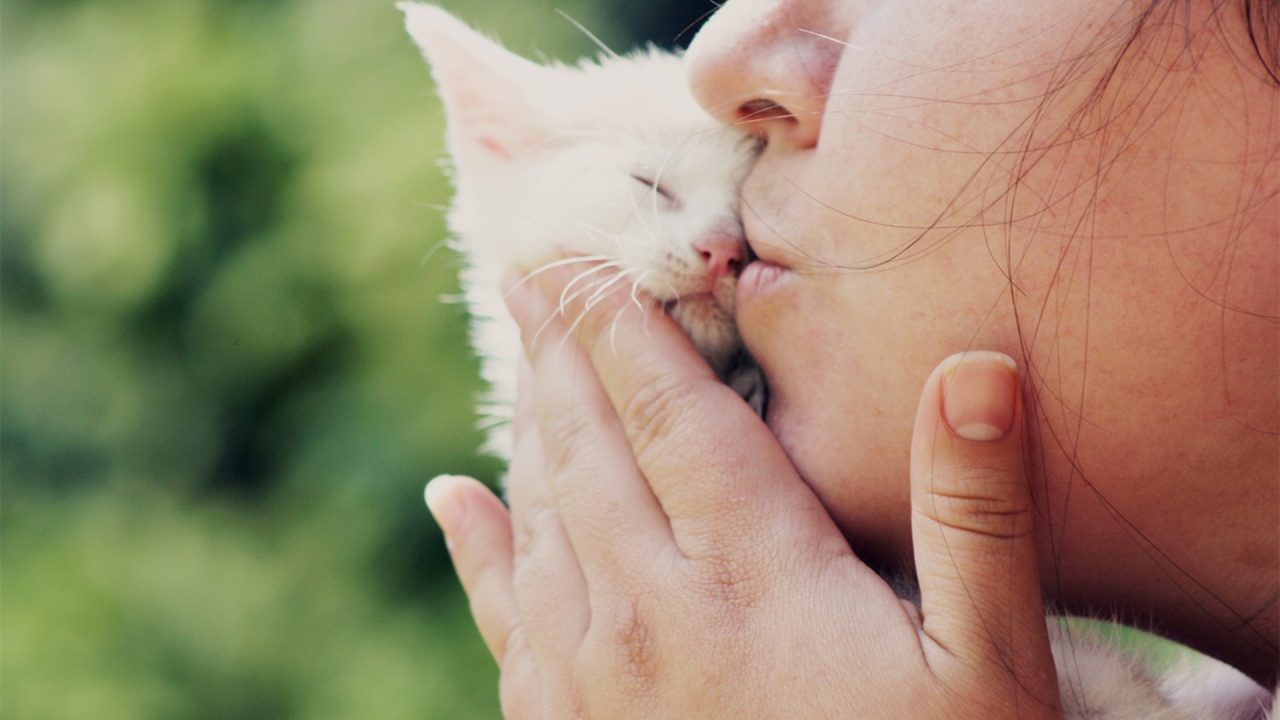 Котята пахнут лучше, чем взрослые коты