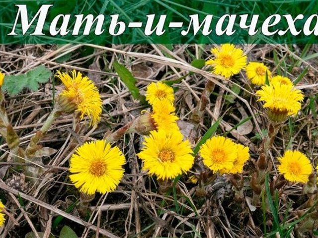 Лечебное растение мать-и-мачеха: описание, рассказ для детей, дошкольников
