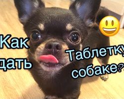 Как правильно дать таблетку собаке в целом, истолченном, жидком виде?