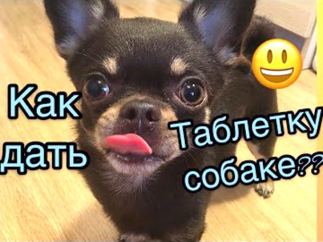 Как правильно дать таблетку собаке в целом, истолченном, жидком виде?