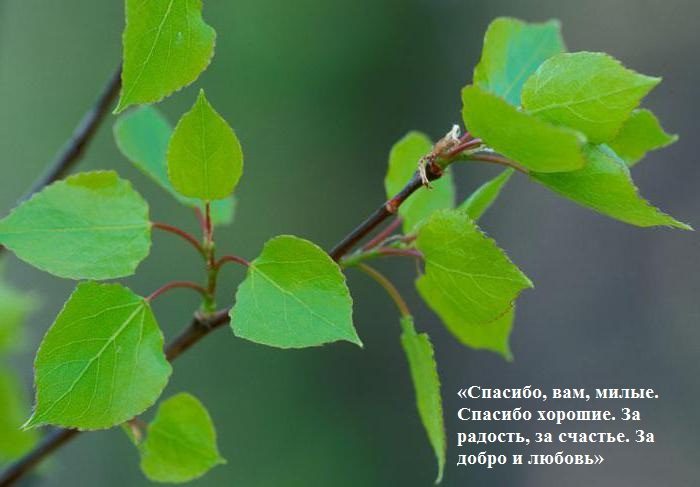На веточках