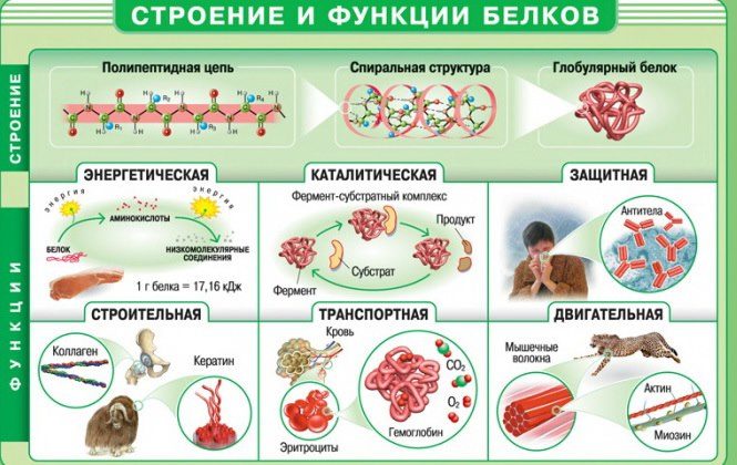 Белок и его функции