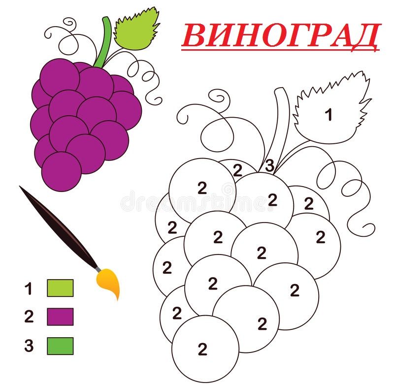 Номер-виноградины-цвета-23745049