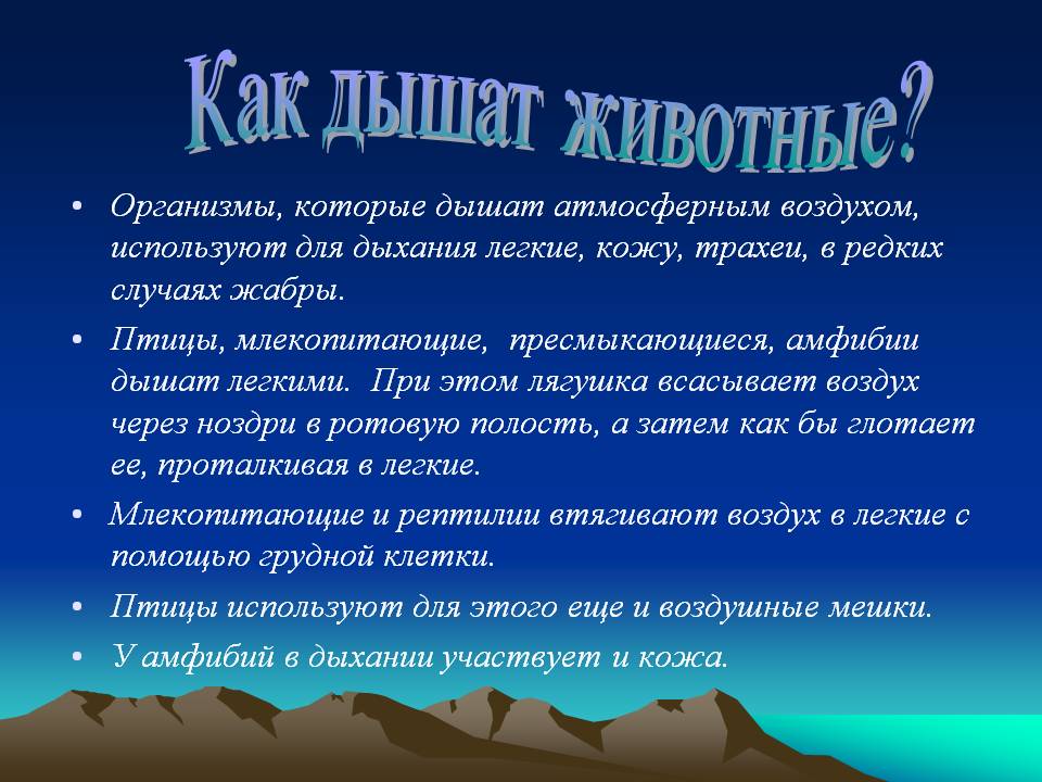 Дыхание животных