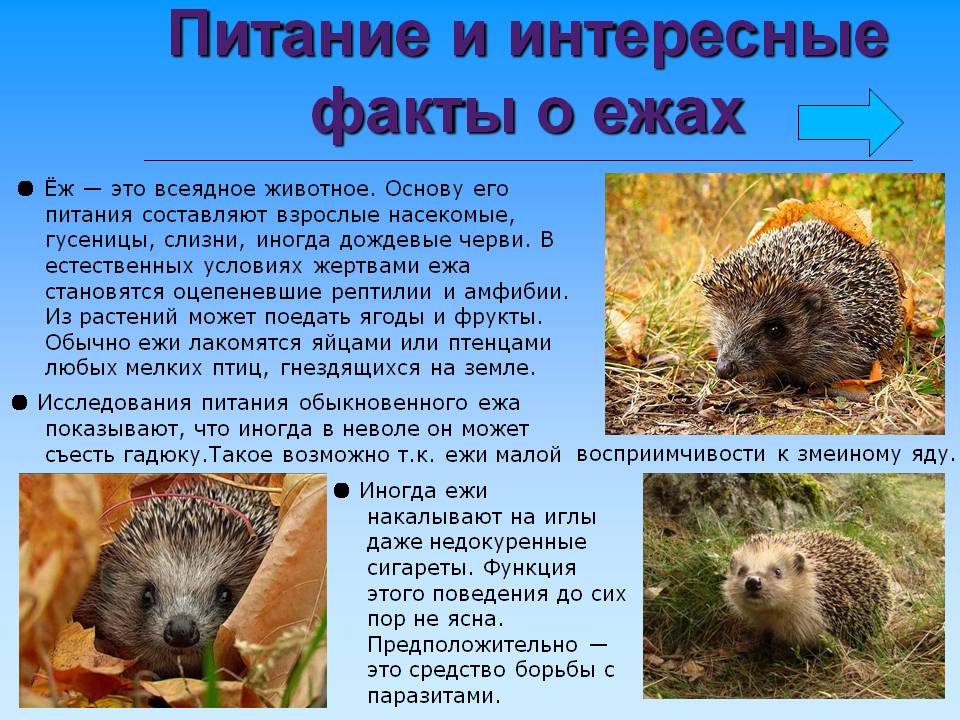 Питание животных