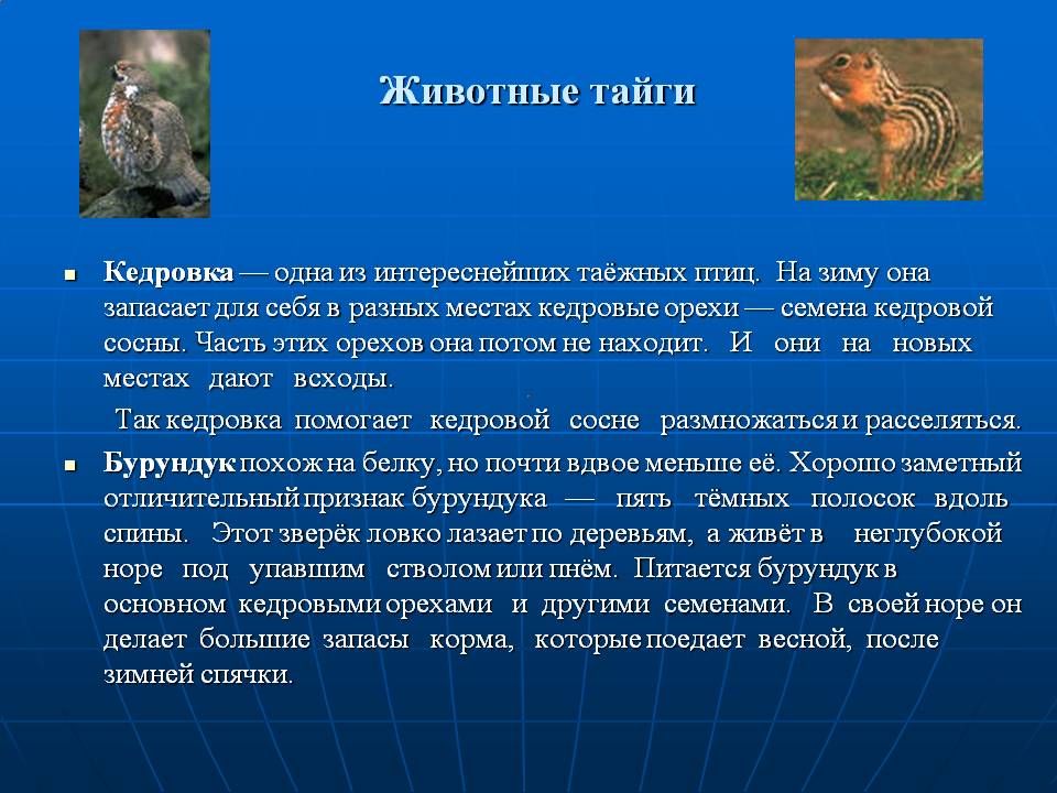 Животные тайги