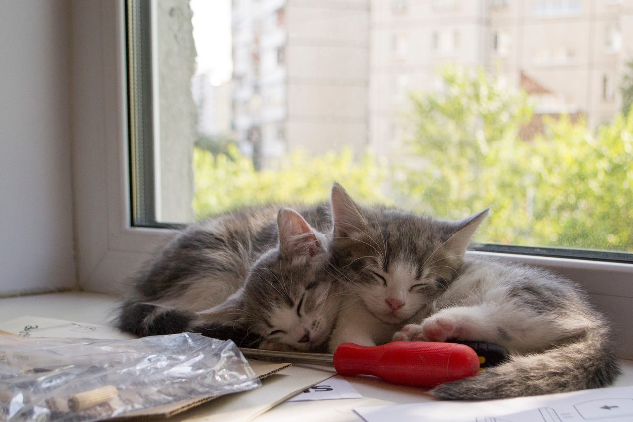 Котята
