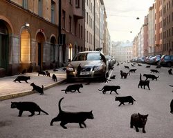 Приметы про кошек и котят. Примета про черную, белую, серую, трехцветную кошку, до замужества. Кошка пришла в дом — примета
