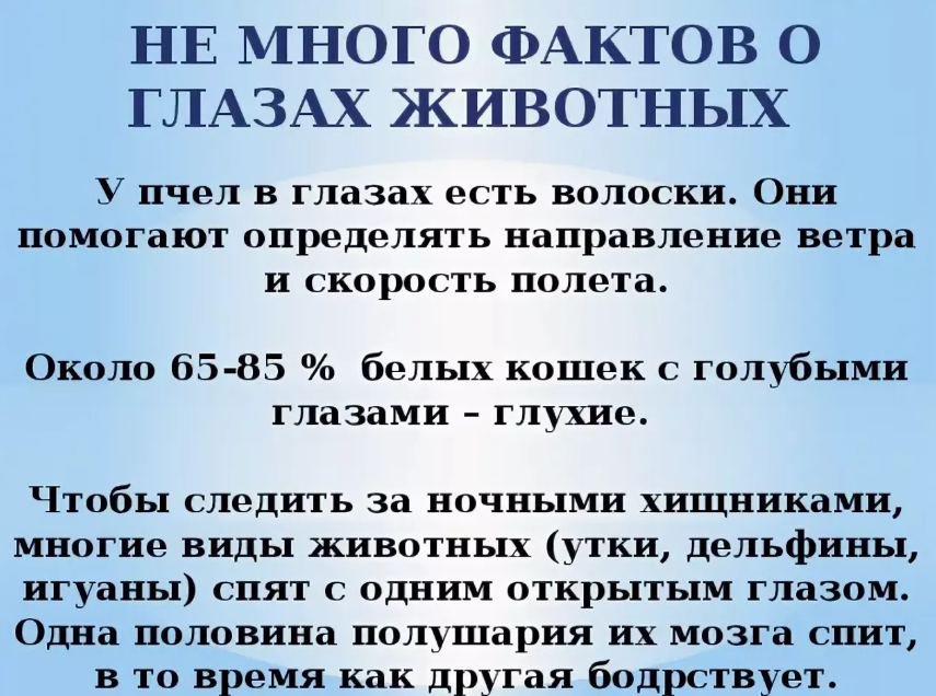 Зрение животных