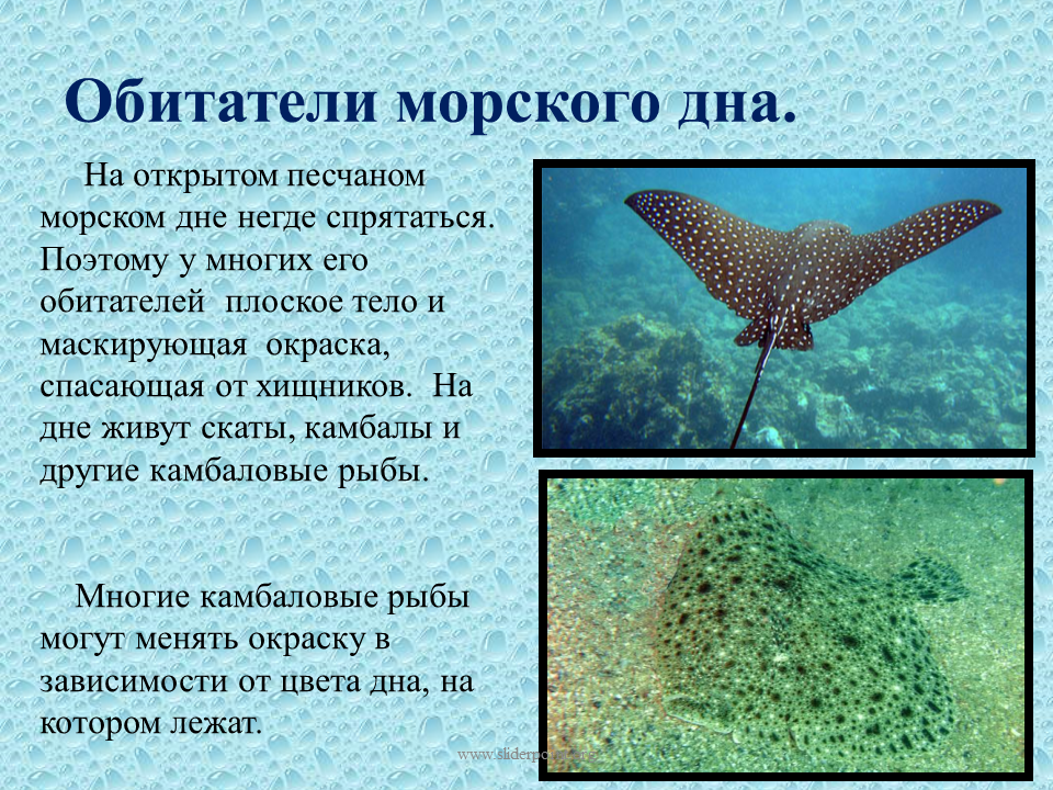 Морские животные