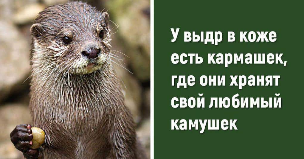 Смешные факты о животных