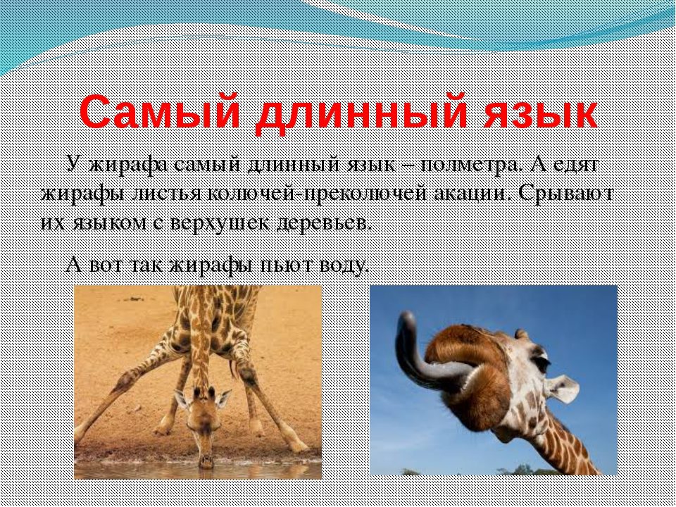 Язык животных