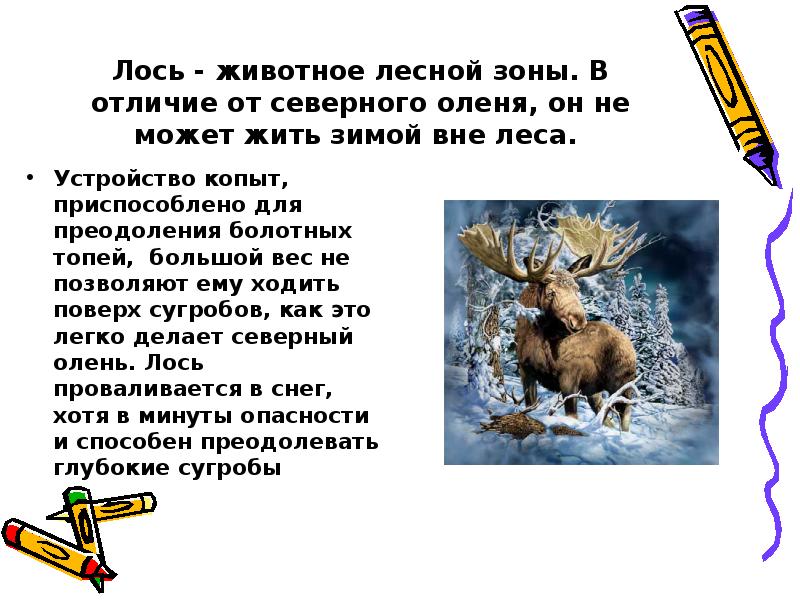 Животные леса