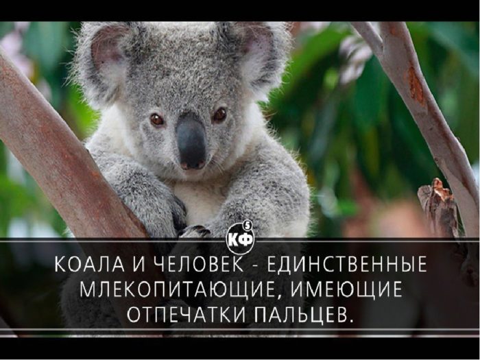 Коала