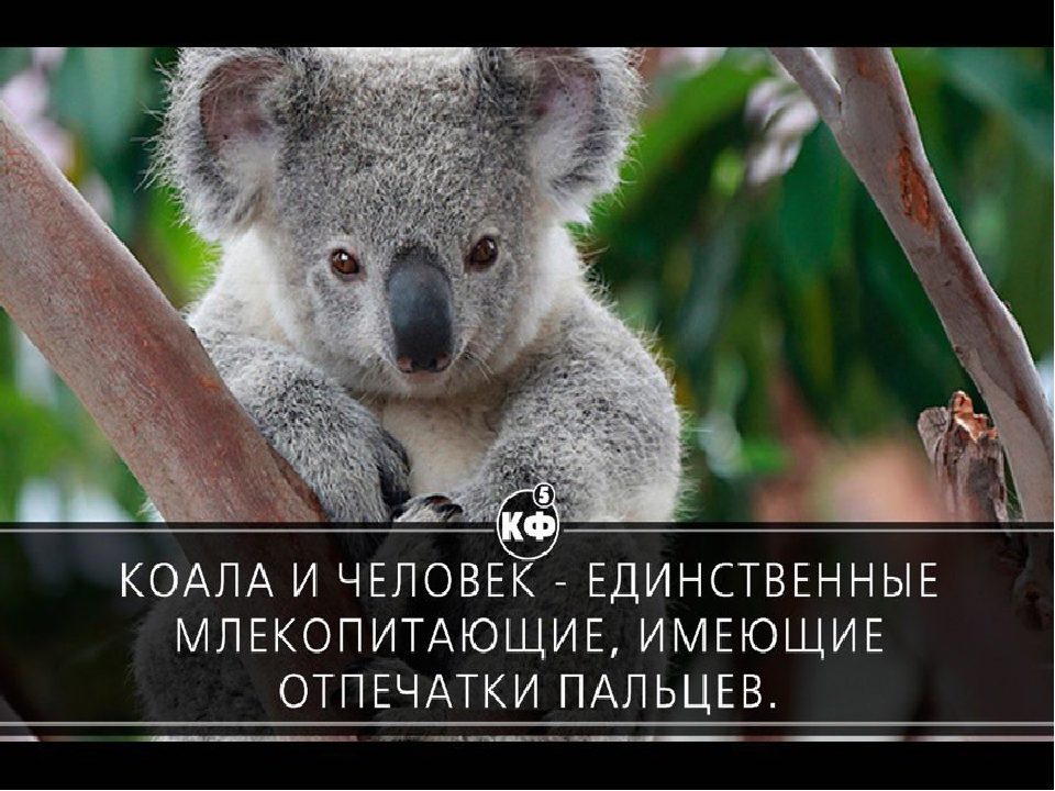 Коала