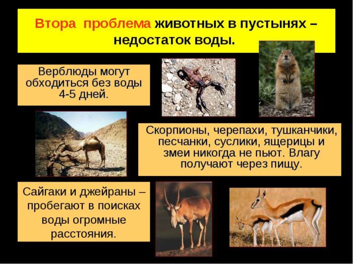 Животные пустыни