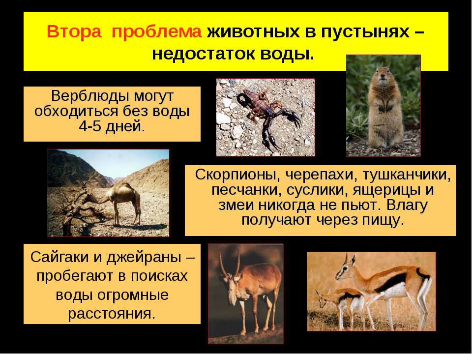 Животные пустыни