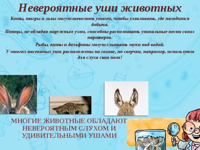 Слух животных