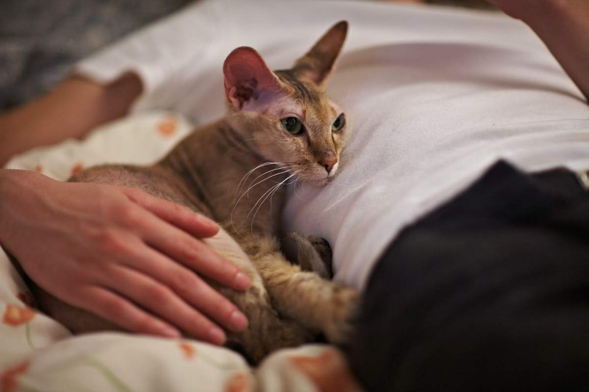 Рыжий кот