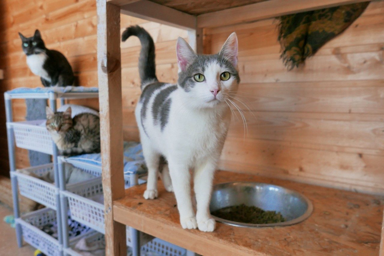 Котик