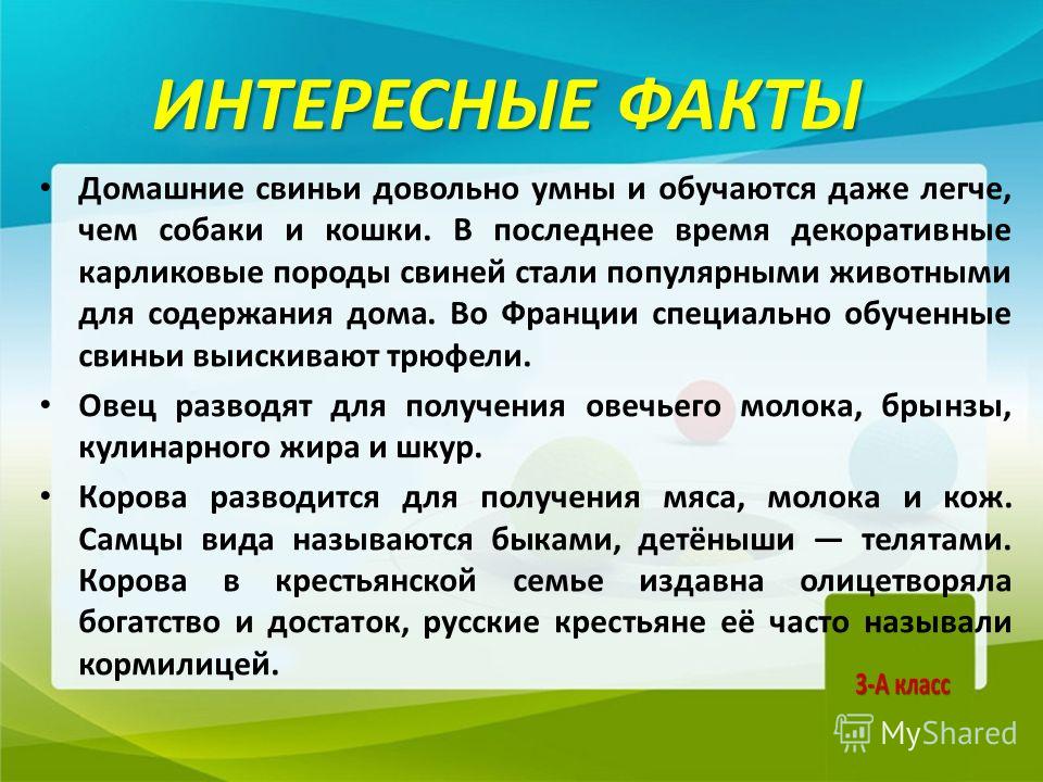 Домашние животные