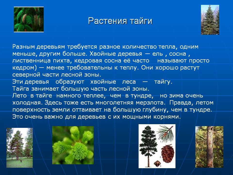 Растения тайги