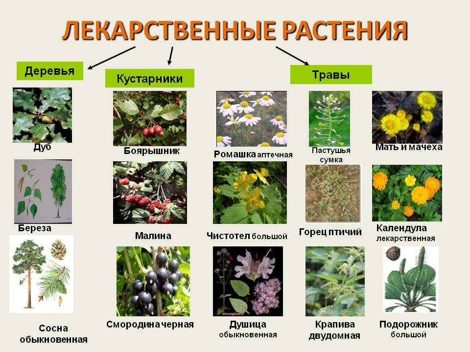 Лекарственные растения