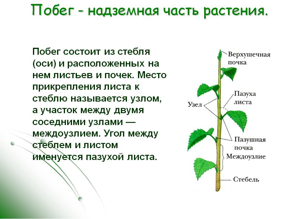 Побеги растений