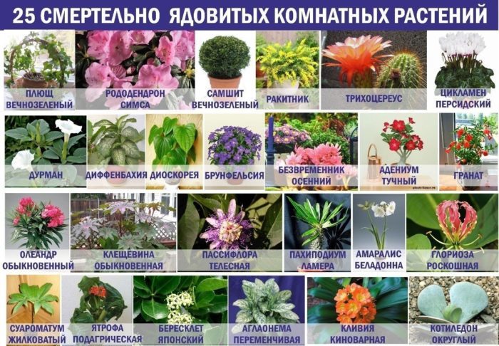 Ядовитые растения