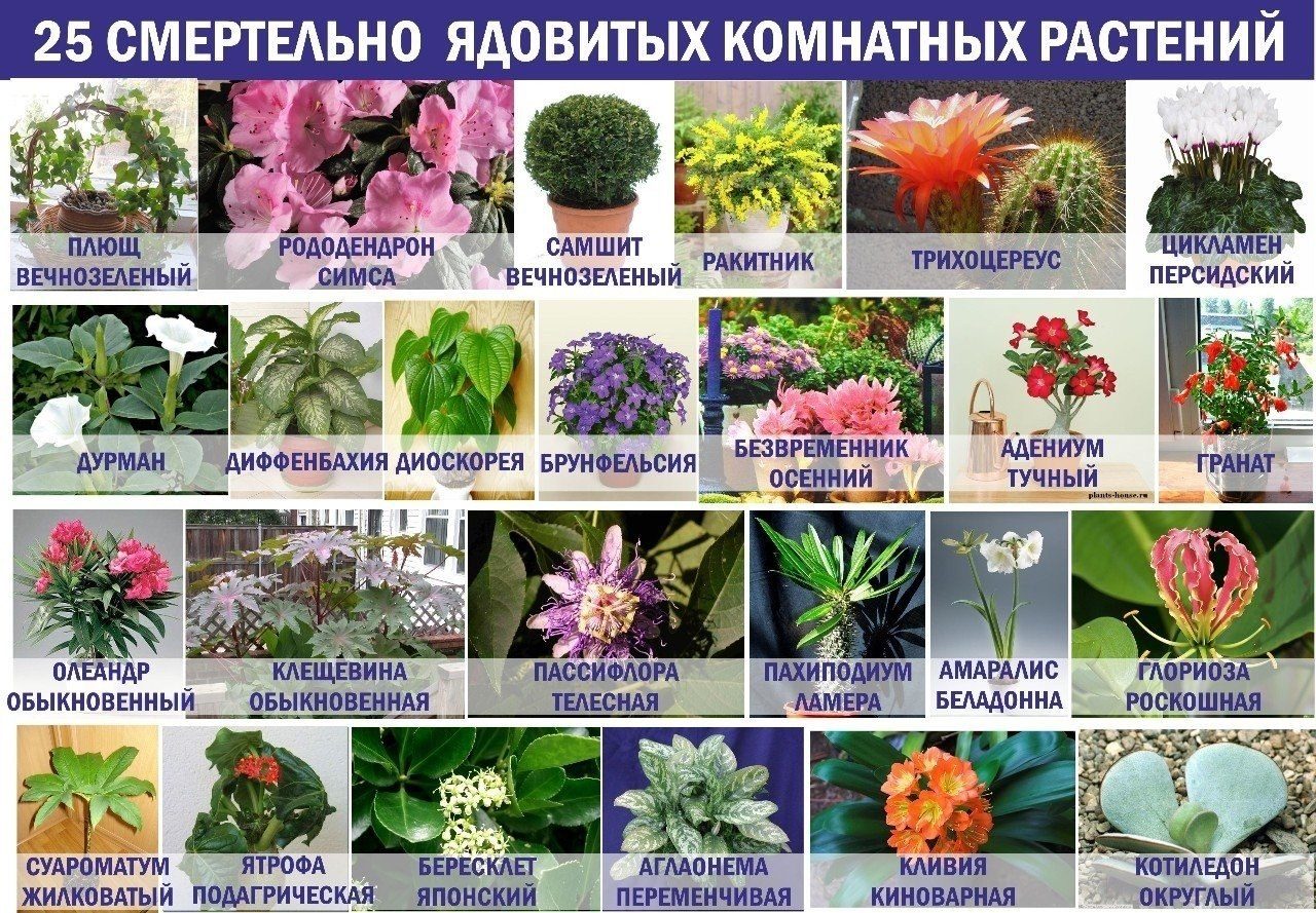 Ядовитые растения