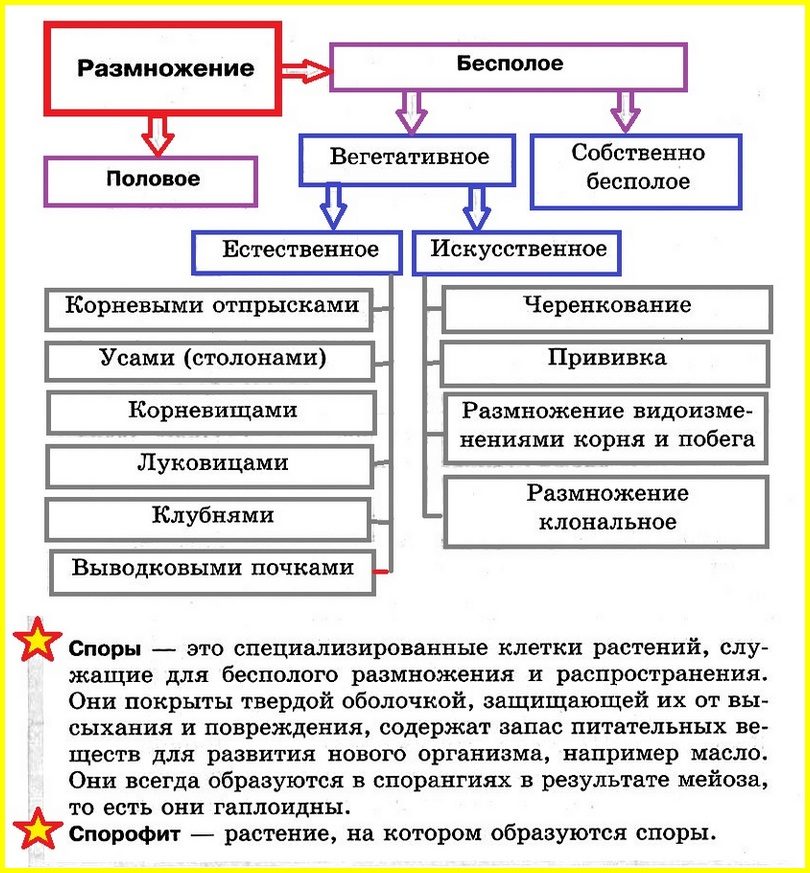 Размножение растений