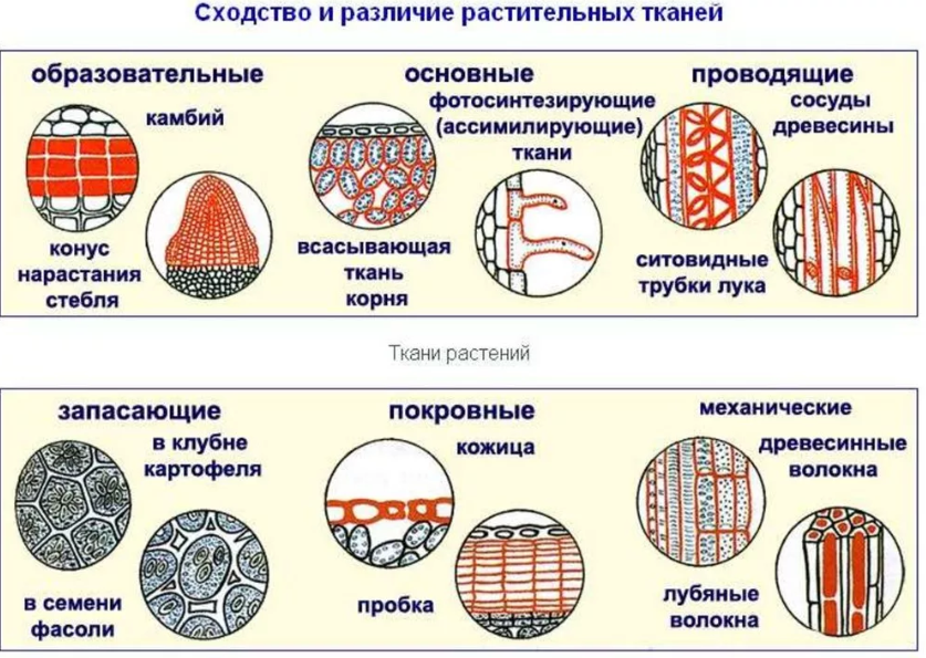 Ткани растений