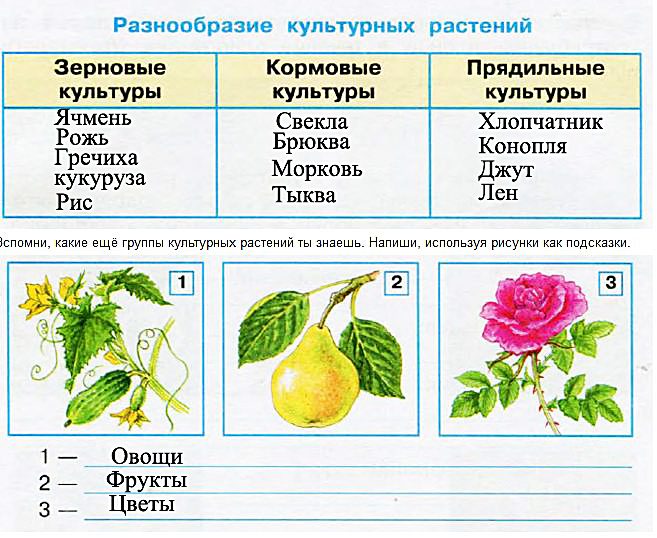 Культурные растения