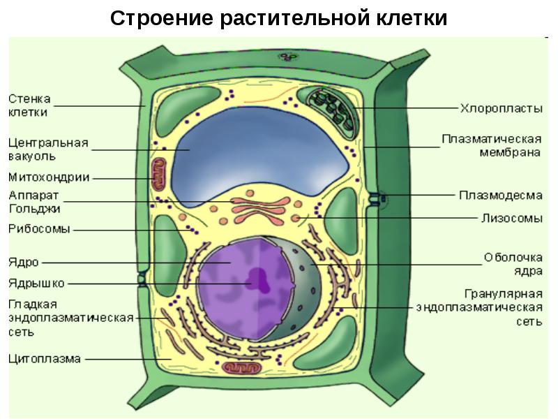 Растительная клетка