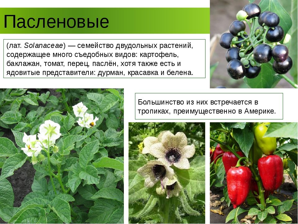 Пасленовые