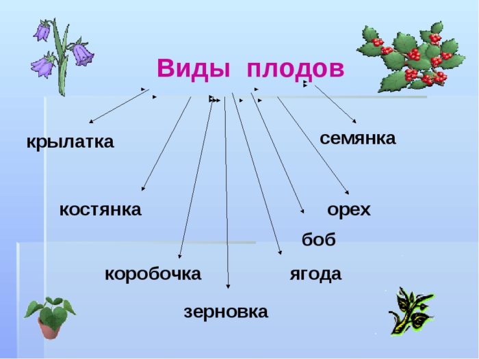 Плоды растений