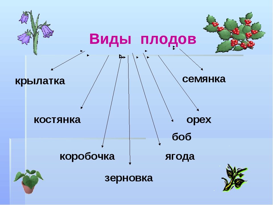 Плоды растений