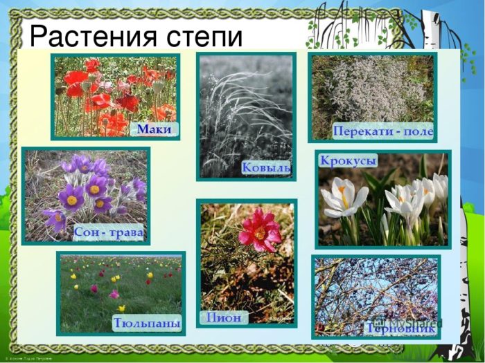Растения степи