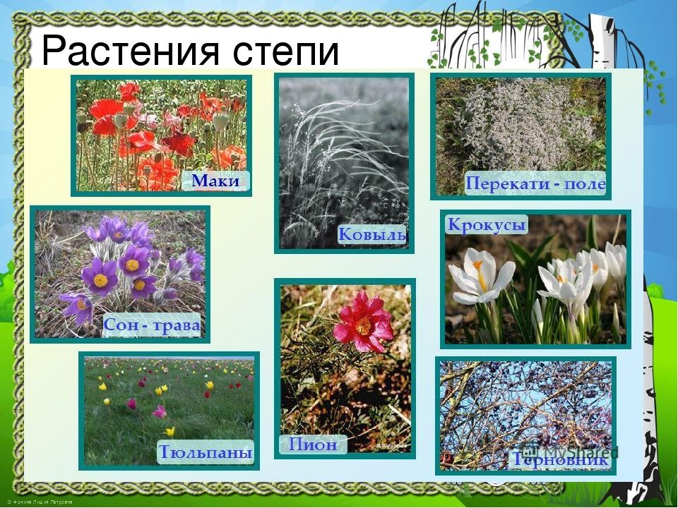 Растения степи