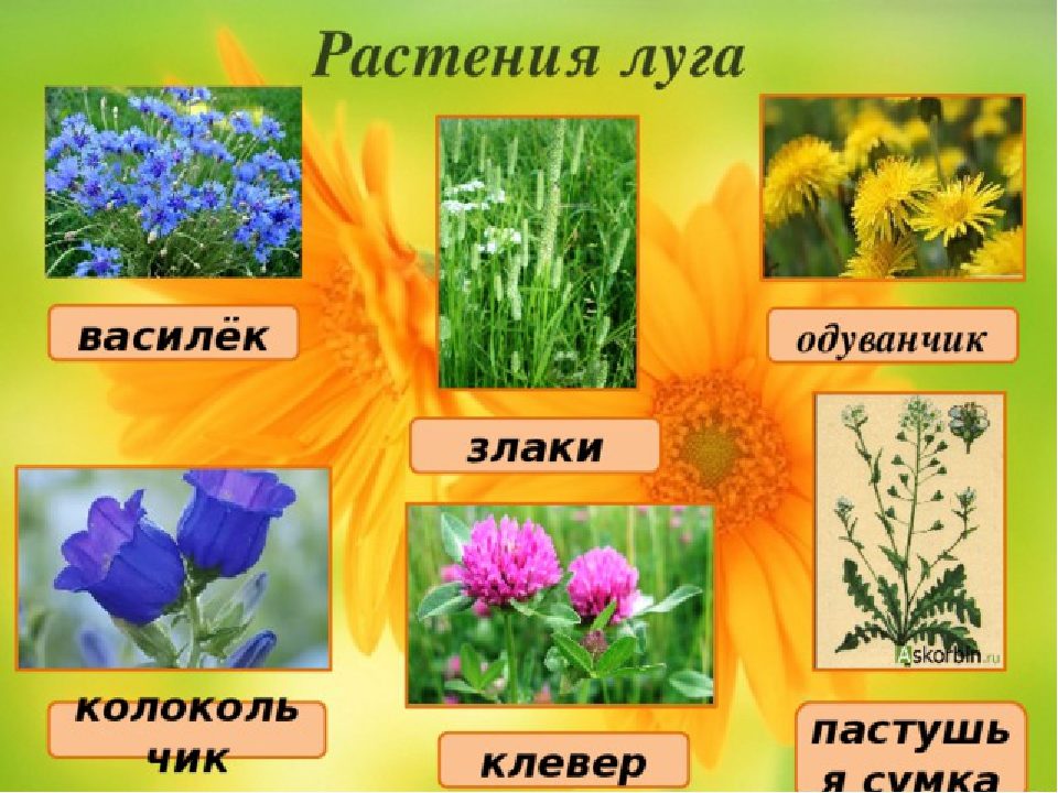 Растения луга